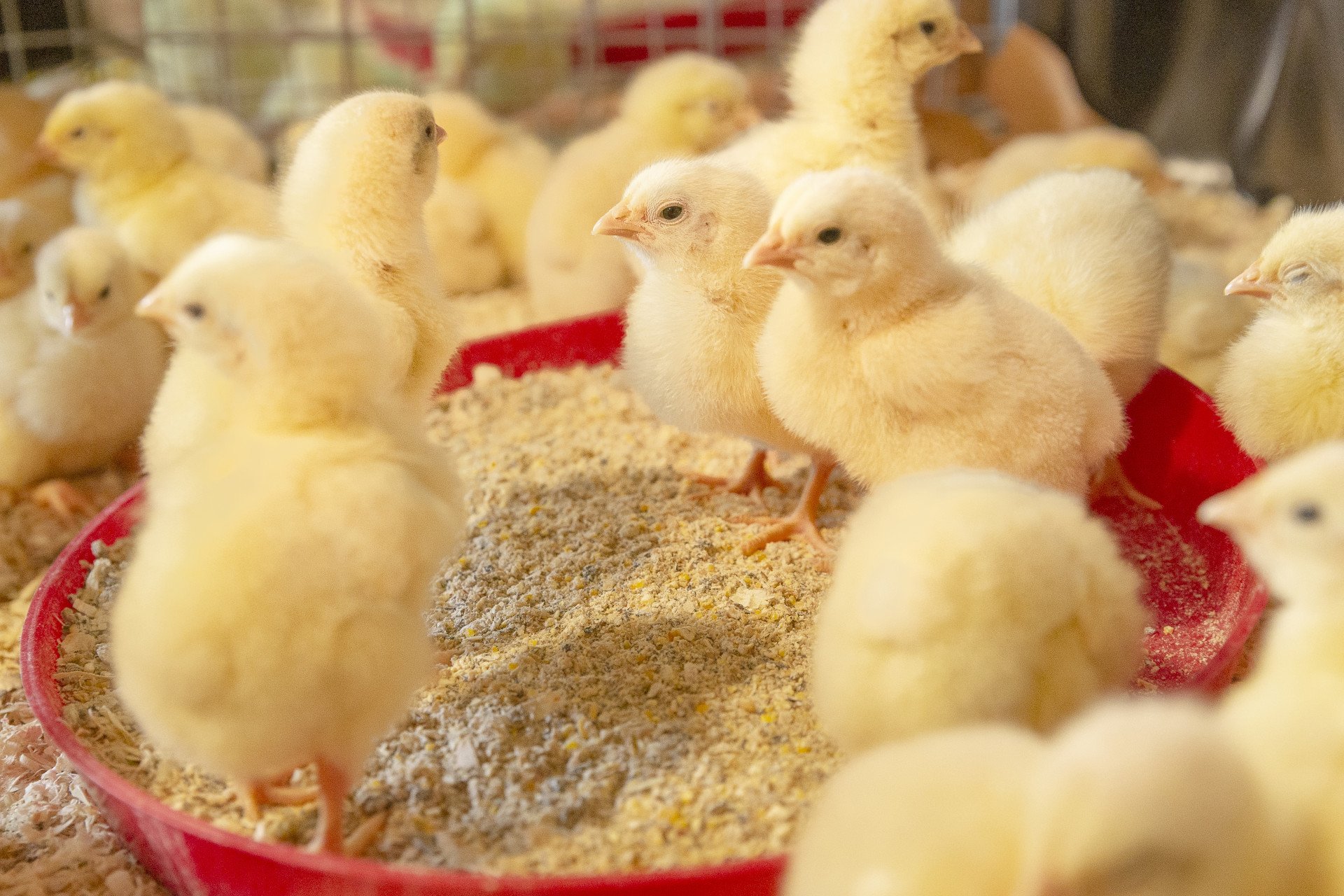 Optimal feeding of broiler breeders to produce vital broilers