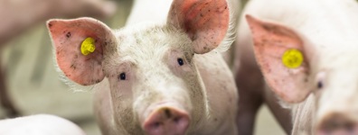 Swine