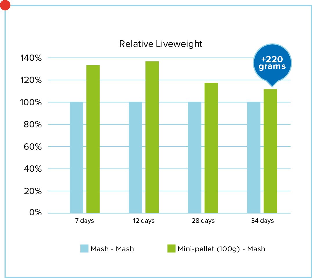 Eurotier 2018_First week effect_Pluimvee_Leg_Ouderdieren_Graph_2.jpg