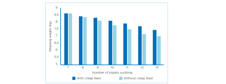 piglets_intestines_grow_14cm_a_day__grapgh__koudijs__ug.png